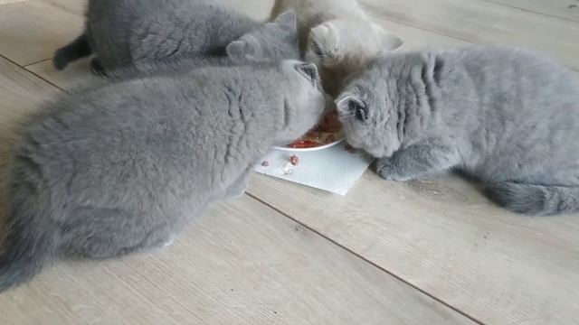 Karma dla kota. Cat food смотреть онлайн
