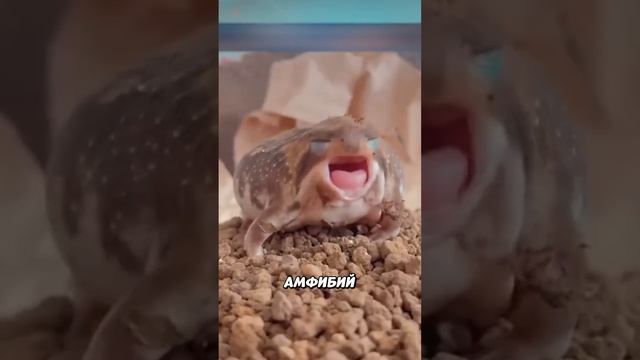 НЕ ТРОГАЙТЕ этот Авокадо! 😱🥑 смотреть онлайн