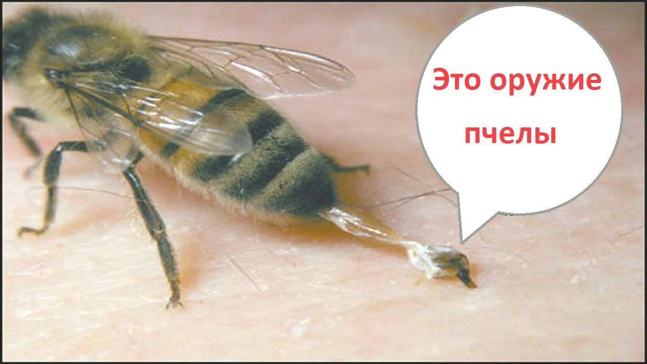 Почему пчела не всегда жалит смотреть онлайн