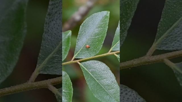 A tiny orange beetle is walking and getting onto the curry leaf surface from the leaf stem #beetle смотреть онлайн