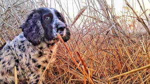 ПЛОХАЯ СОБАКА. Русский охотничий спаниель. Охота на уток. Охота на фазана.