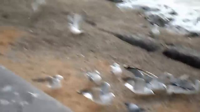 Бердянск. Море и птицы. смотреть онлайн