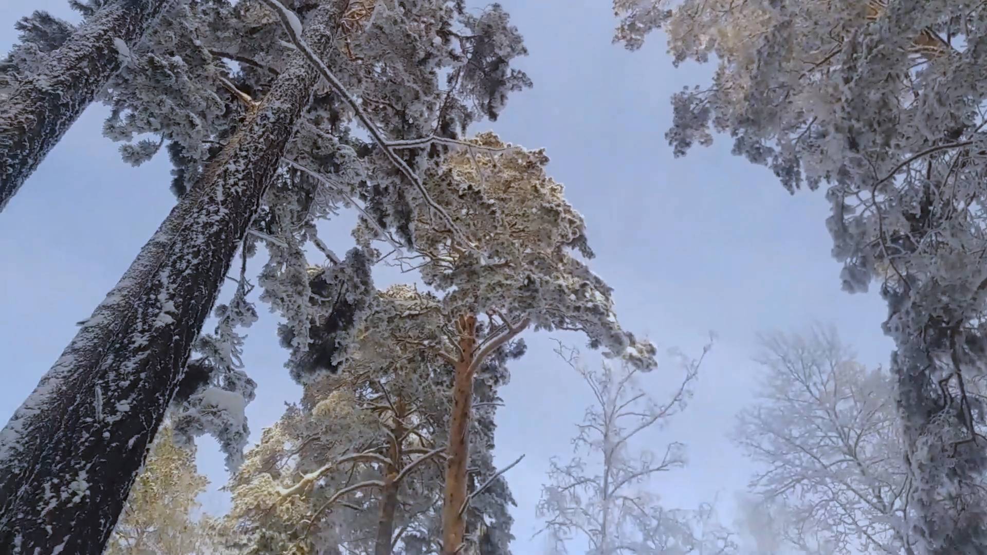 Валерий Сальников - Ёлочка-ёлка (Фельцман, Шаферан) смотреть онлайн