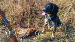 ОБУЧЕНИЕ ОХОТЕ И НАТАСКА ЩЕНКА РУССКОГО СПАНИЕЛЯ. Охота на фазана с собакой.