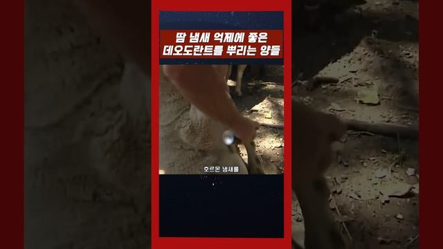 양들이 바디 스프레이를 뿌리는 이유 смотреть онлайн