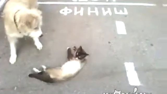 Возрождение кота. смотреть онлайн