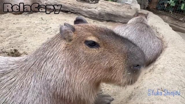 やっぱり可愛い　カピバラ劇場 　cute Capybara