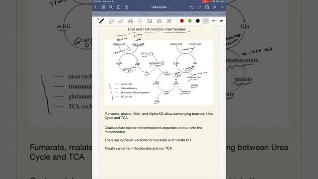 Urea Cycle смотреть онлайн