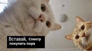 Мерман 340 Лайф, новинка сезона 2025 и Спектр 340