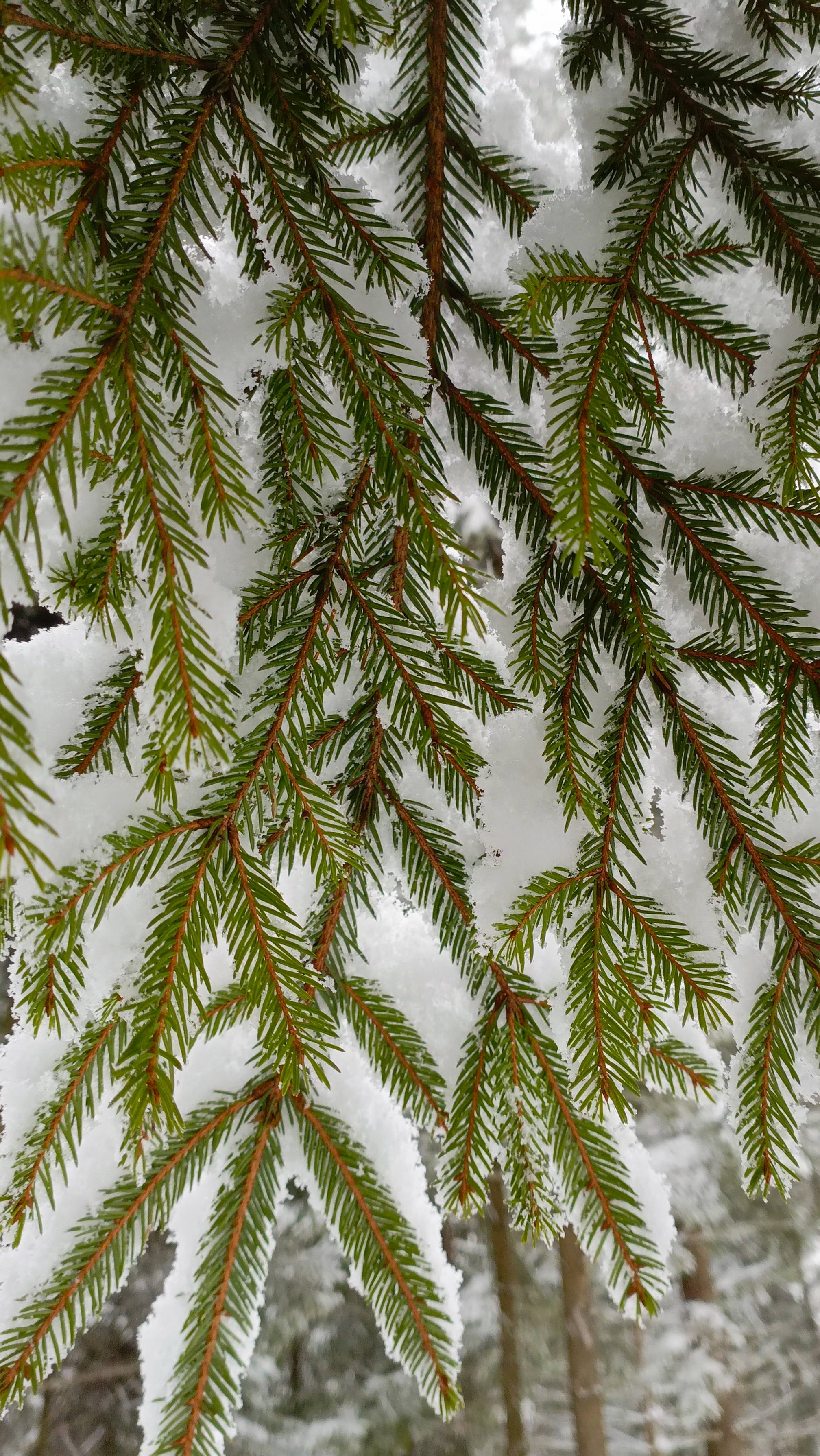 С наступающим Новым годом ! смотреть онлайн