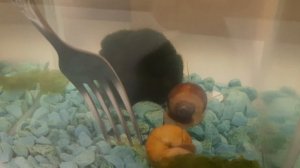 Улитки Ампулярии Содержание/Уход/Кормление