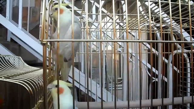СОЧИ НАШИ ПОПУГАИ смотреть онлайн