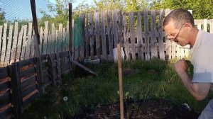 Прививка на дичку .Прививаем яблоню .