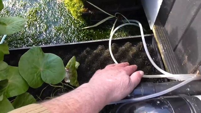 ***KOI POND***POND COVERS COME OFF***THE ANSWER BACK WASH FILTER***HOW MUCH FOOD TO FEED YOUR KOI** смотреть онлайн