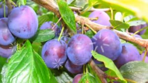 СЛИВА ПОЛЬЗА И ВРЕД : слива полезные и вредные свойства, слива калорийность,