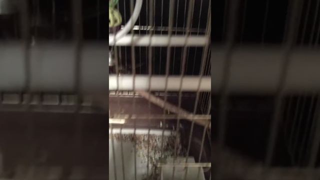 Наш питомец канарейка🐦 смотреть онлайн