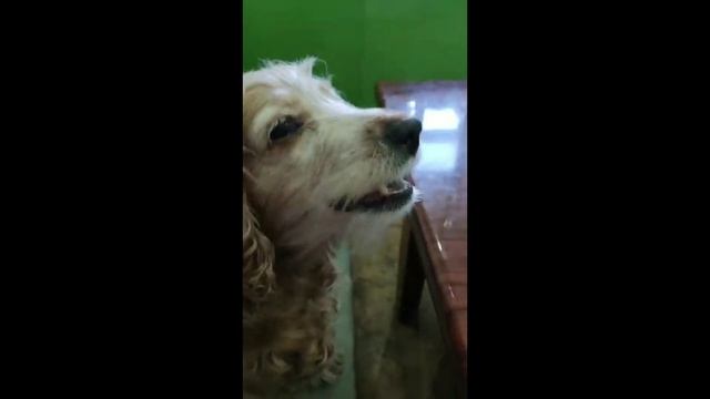 Прикольная собака по имени Чуча ест солёные огурцы.😀 смотреть онлайн