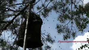 Когда и в какое время вылетают рои с гнезда?