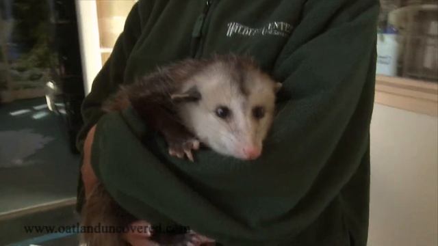 "Daisy" O Possum смотреть онлайн