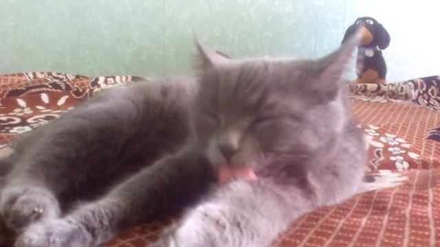 Кошка Василиса лижит на диване и моется смотреть онлайн