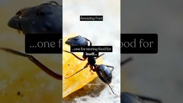 Ant's Dual Digestion смотреть онлайн