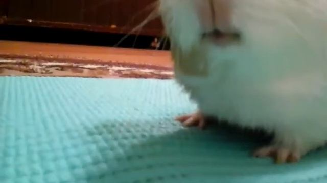 Кекс и новогодний шарик смотреть онлайн