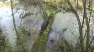 Охота на бобра с ягдтерьером