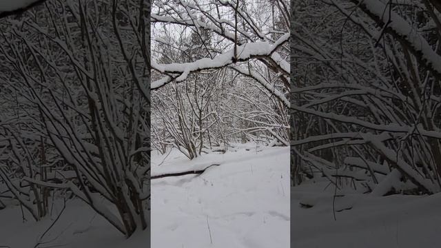 Бутовский лес. Зимний лес. Декабрь 2024г (Часть 3).mp4 смотреть онлайн