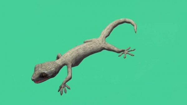 ЯЩЕРИЦА green screen футаж. Animation LIZARD of chromakey.