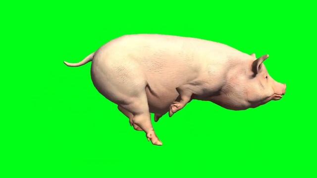Pig animation video || Pig running animation video.. and all... смотреть онлайн