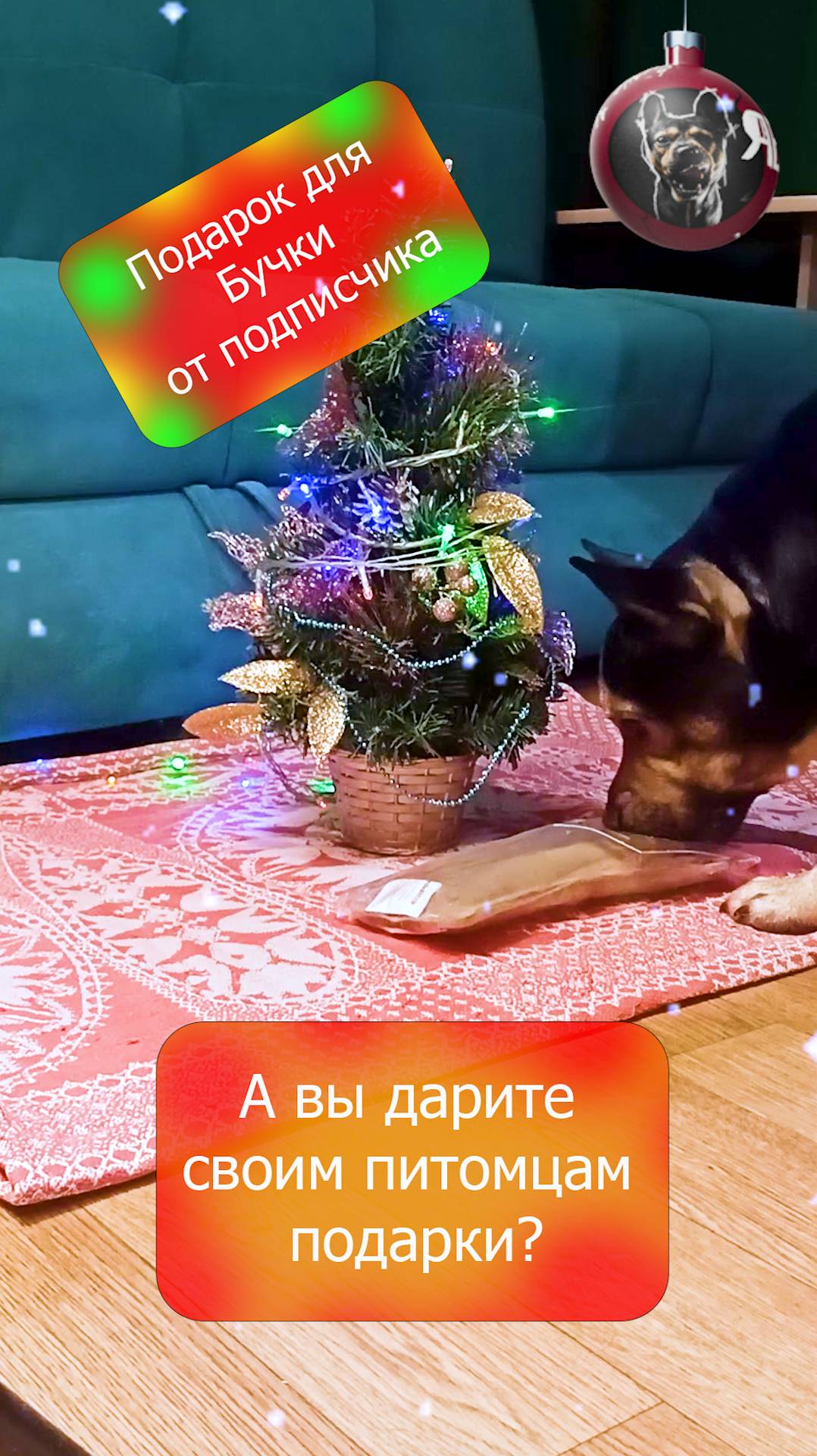 Подарок Бучке от подписчика! #приколысживотными #животные #топ #frenchbulldog #новыйгод