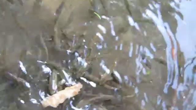 Мальки форели в озере Синевир смотреть онлайн