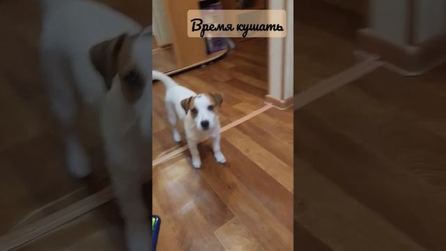 Вилл отзавтракать не жедает?)🤣 #джекрасселтерьер #shortsyoutube #jackrussellterrier смотреть онлайн