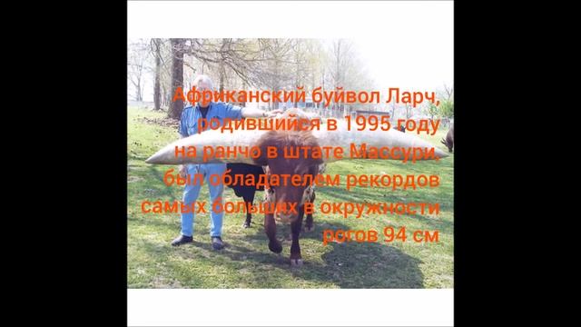 Топ 9, с помощью век подтянуть 411,65 кг смотреть онлайн