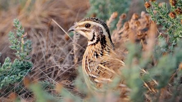 Перапёлочка & Песняры