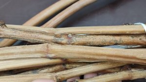 СУПЕР НОВИНКА ОТ КАЛУГИНА, МАНСУР 2! 🍇🍇🍇 Telegram, WhatsApp и Viber +79528500417.