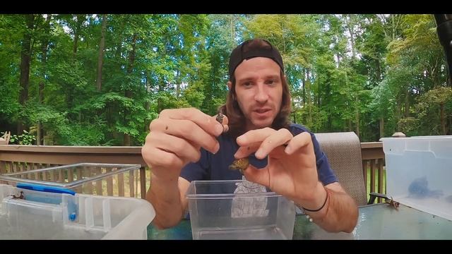 Tons of BABY TURTLES!! Fall hatchlings are here! смотреть онлайн