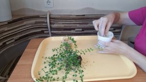 Черенкование и пересадка дисхидии"Миллион сердец"