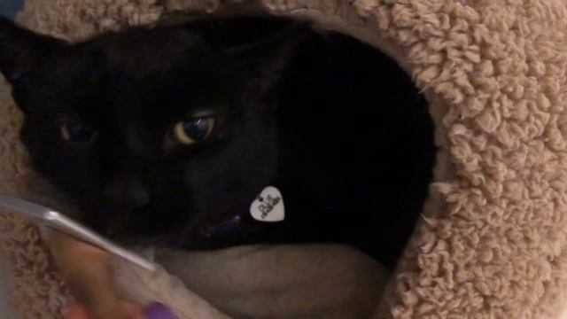 Ollie Daisy Kitty Mail! смотреть онлайн