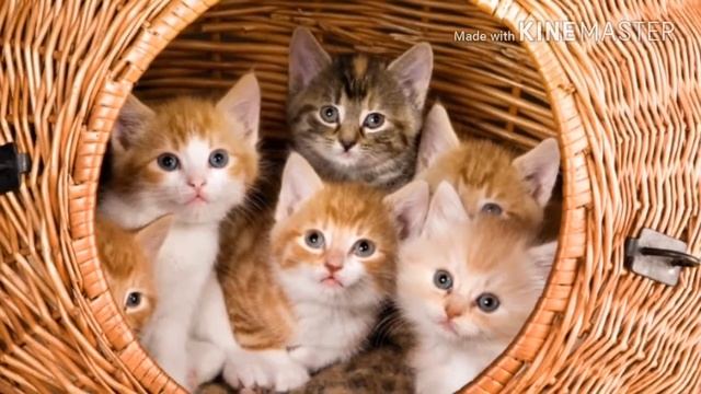 Белые и чёрные коты смотреть онлайн