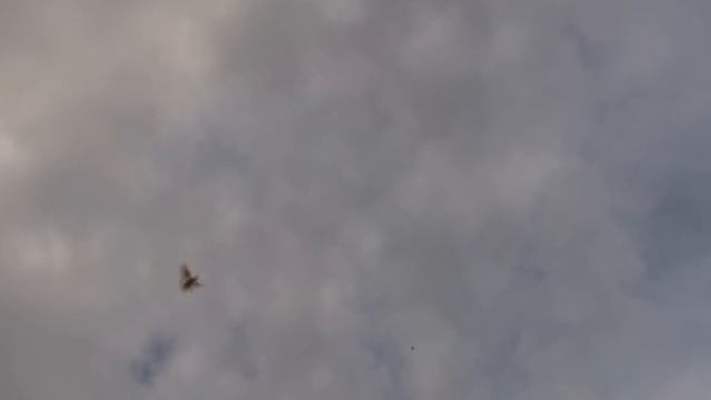 Николаевские голуби Сатышева и Гарбара в небе. смотреть онлайн