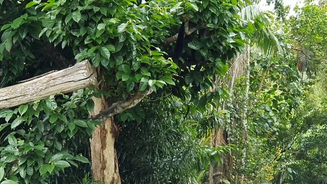 Visit one of the best zoo in the world, Singapore zoo on April 2021 part 1 смотреть онлайн