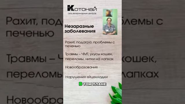 Что делать, если вашего попугая укусила кошка_ смотреть онлайн