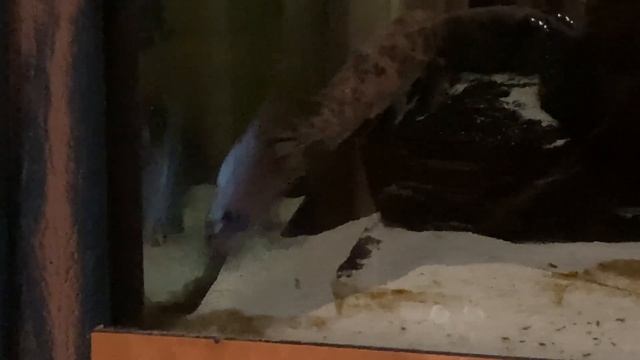 Labeotropheus simoneae смотреть онлайн