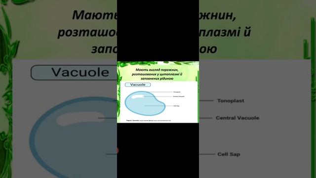Мембранні органи.9 клас,біологія смотреть онлайн