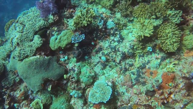 Dream House--short--lots of colorful coral and soft coral смотреть онлайн