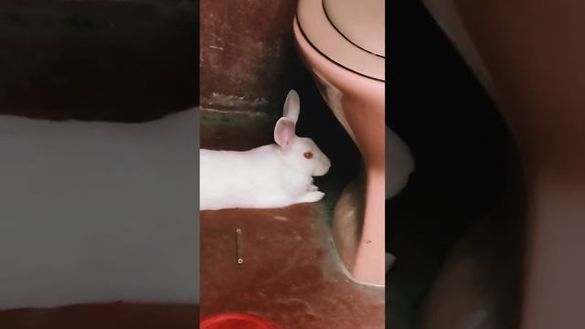 Imposter Busted #rabbit #bunny #amongus #fish #oscar #arowana #arowanacare #turtle #turtle #funny смотреть онлайн