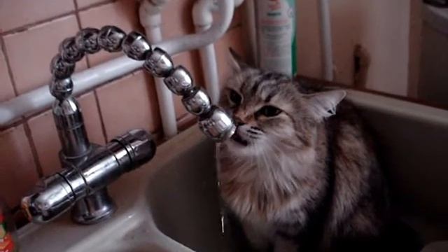 Кот-водяной смотреть онлайн