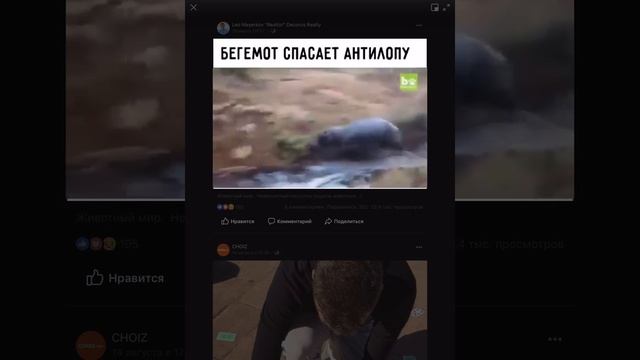 Бегемот спасает антилопу от шакалов. смотреть онлайн