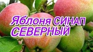 Северный синап